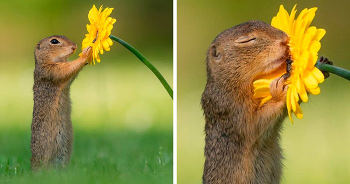 Veverița ”îndrăgostită”.Un fotograf surprinde momentul in care o veverița curioasă se oprește să miroasă o floare