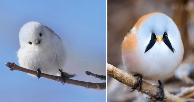 17 Păsări unice care vă vor fascina cu nuanțele neobișnuite ale penajelor lor