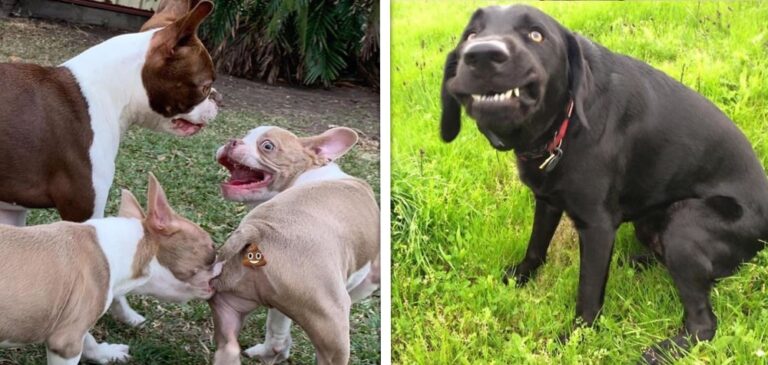 16 câini cărora cu siguranță nu le place să apară în fotografii