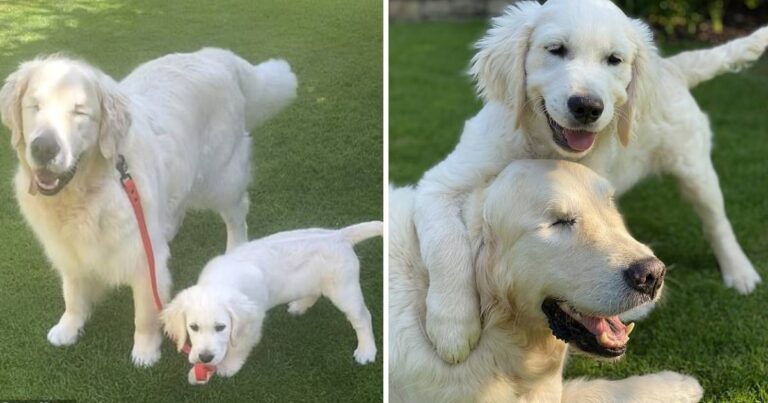 Un cățeluș orb a primit propriul câine călăuzitor, iar cei doi formează cea mai drăguță pereche a anului