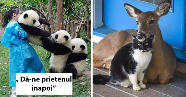 15 prietenii neobisnuite între animale de diferite specii