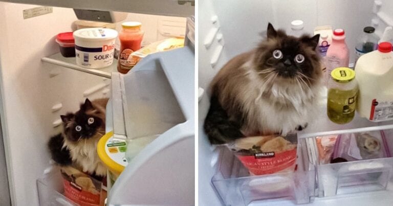 19 fotografii care ne demonstreaza ca viata cu o pisica in casa este o adevarata aventura