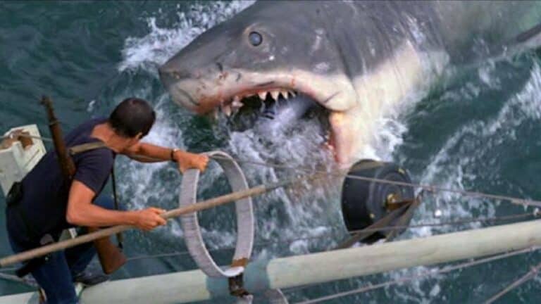8 dintre cele mai terifiante atacuri ale rechinilor albi