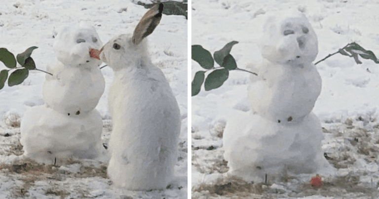 O scenă desprinsă din povești: Iepurele sărută omul de zăpadă sau îi mănâncă nasul?