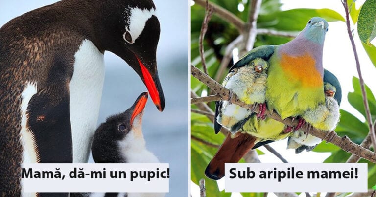 20 de păsări care ne dau o lecție prețioasă de viață