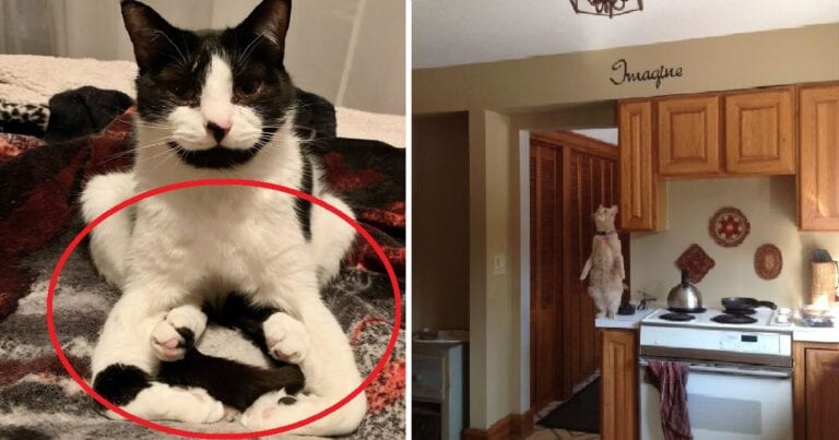 15 pisici care ne pun serios pe ganduri cu lucrurile pe care le fac