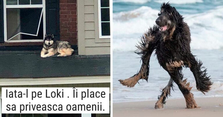 „Ce-i în neregulă cu câinele tău?” Oamenii postează imagini hilare cu animalele lor de companie
