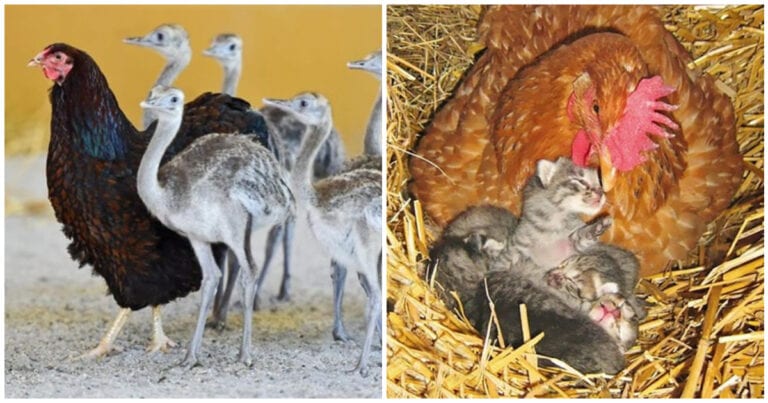 14 dovezi că găinile sunt printre cele mai bune mame