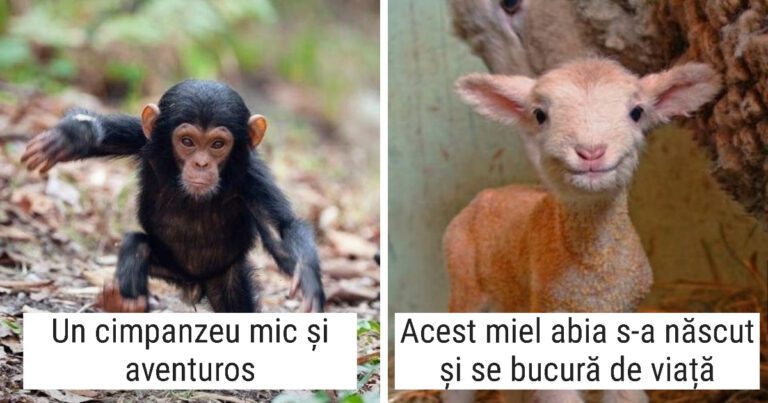 17 fotografii cu pui de animale care tocmai s-au născut, dar care sunt gata să vă fure inimile