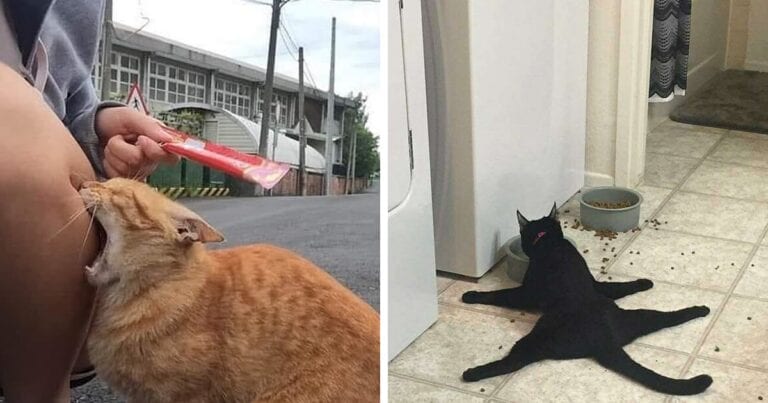 19 fotografii cu pisici care i-au făcut pe proprietarii lor să-și dea seama că sunt cu adevărat ciudate