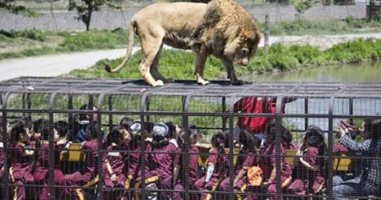 Această grădină zoologică le propune vizitatorilor ei să intre în cuști în timp ce sunt adulmecați de lei