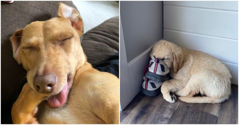 20 de câini adormiti cărora nu le păsa de ipostazele jenante în care sunt fotografiați