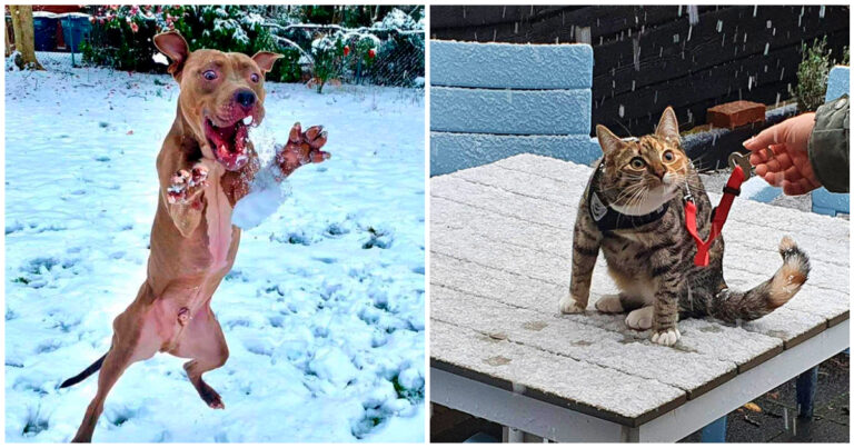 19 imagini care dovedesc că animalele de companie nu pot fi indiferente la vederea primului strat de zăpadă