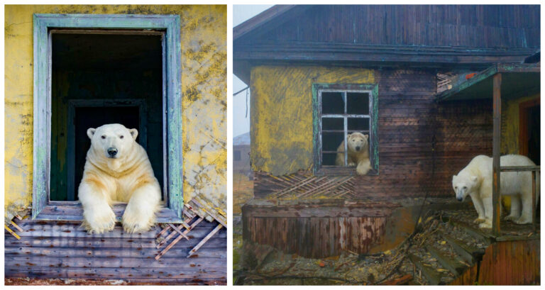 13 imagini cu urși polari care au fost fotografiați într-o stație meteo abandonată