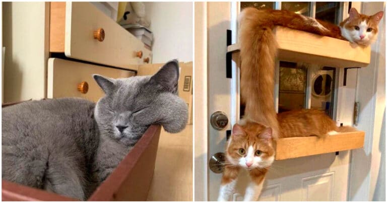 16 imagini cu pisici care s-au dovedit a fi lichide și pot lua orice formă