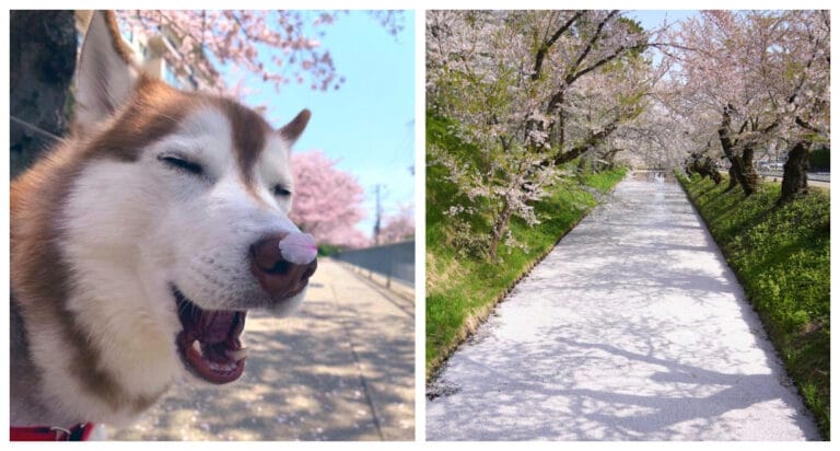 16 fotografii care spun povestea lui Hanami, festivalul florilor de cireș din Japonia