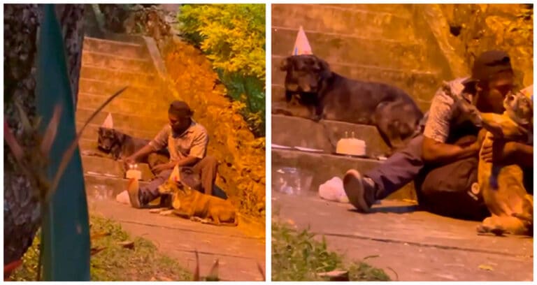 Un bărbat fără adăpost organizează cea mai dulce petrecere aniversară pentru câinii săi