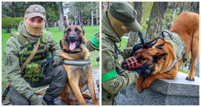 Câinele abandonat de trupele rusești își găsește noi proprietari în cadrul armatei ucrainene