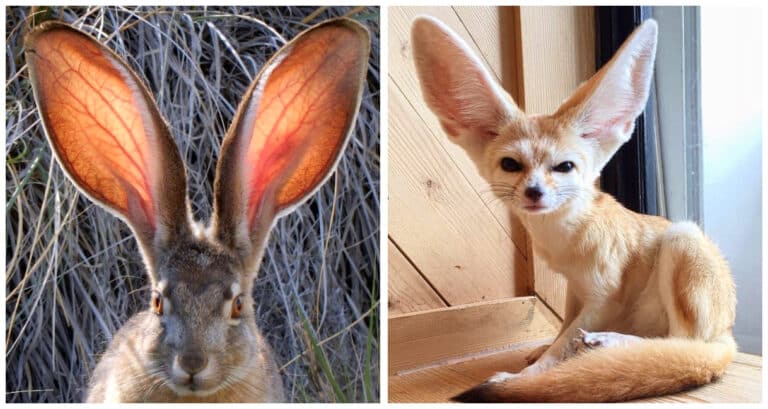 16 Animale carismatice pe care natura le-a făcut și mai drăguțe, dotându-le cu urechi uimitoare