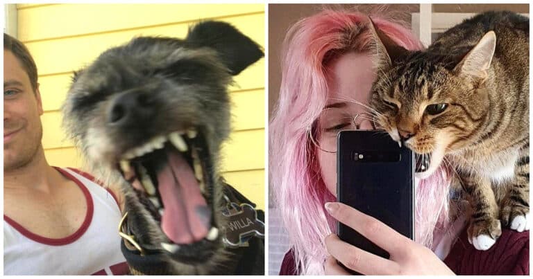 15 fotografii amuzante cu oameni care încearcă să facă selfie-uri cu animalul lor de companie