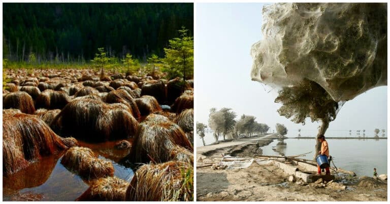 15 fotografii cu fenomene naturale uimitoare pe care nu le vezi în fiecare zi