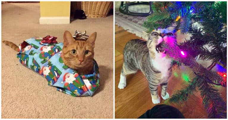 20 de imagini amuzante care surprind relația speciala dintre pisicuțe și Crăciun
