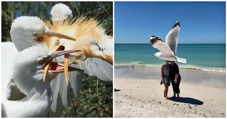 18 fotografii care demonstrează cât de amuzante pot fi păsările