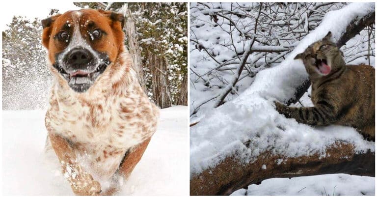 15 fotografii amuzante care arată că animalele de companie au propria lor relație specială cu zăpada