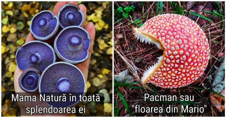 20 de fotografii cu descoperiri uimitoare ale vânătorilor de ciuperci