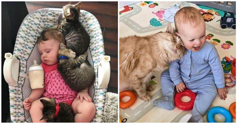 20 de imagini pline de emoții cu pisici care au grijă de bebeluși