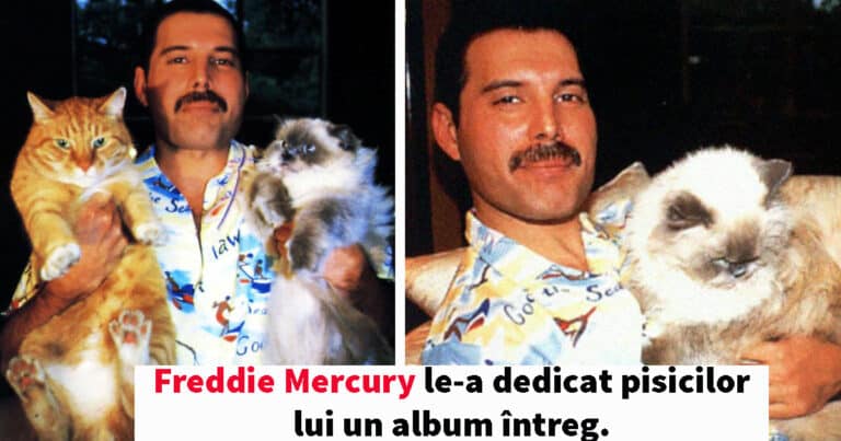 Freddie Mercury iubea pisicile: erau precum copiii lui. Iată cât de devotat le-a fost artistul!