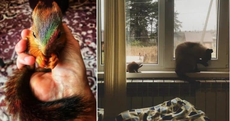 Veveriță s-a împrietenit cu pisica dupa ce a fost salvată din salbăticie.